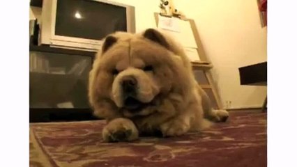 Dogs Animal and Puppies Chow Chow - Funniest Dog Videos