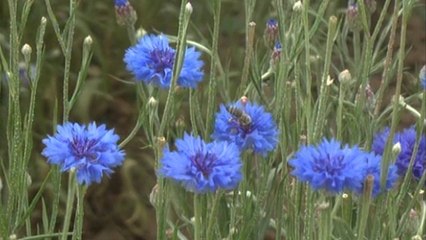 Korçë, fermerët mbjellin bimë mjekësore për të siguruar të ardhurat