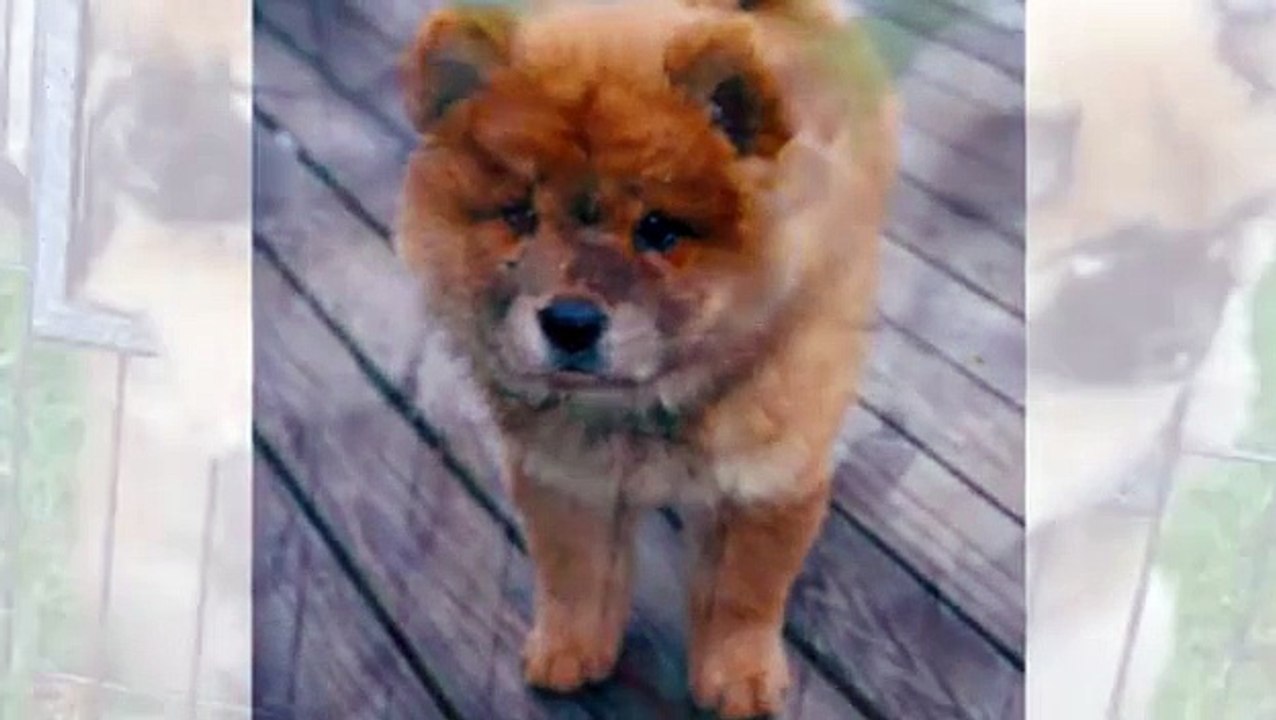 Chow Chow Dogs and Puppies - Best Animal Dog Videos