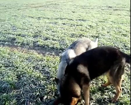 Tschechoslowakischer Wolfshund vs Deutscher Schäferhund
