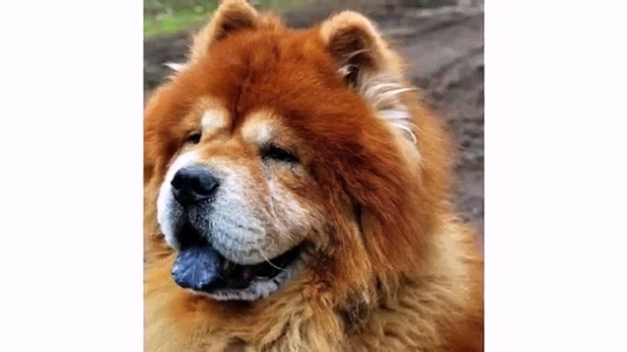 Chow Chow Dogs and Puppies - Best Animal Funny Dog Videos