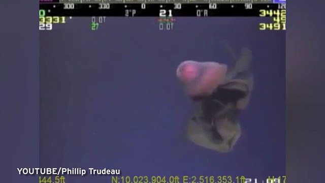 ¿Qué es esta misteriosa criatura que fue grabada en el fondo del mar?