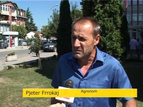 Lajme - Nuk lejohet të digjen sternishtat