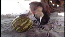Ismet Drishti - monkey eating watermelon - majmuni duke ngrene shalqi