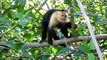 White-Headed Capuchin Monkey in Costa Rica - Facial Expressions