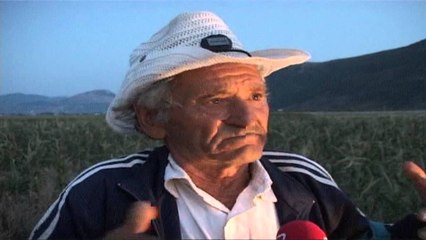 Ujqërit "shqyejnë" kopenë e deleve, kafshët po dekompozohen në natyrë