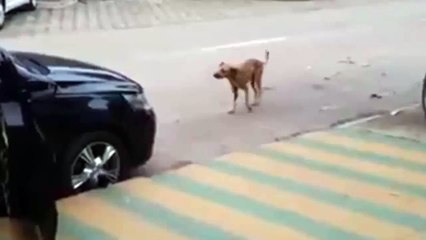 Dog dances to the music