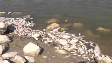 Helmohet rezervuari në Lushnjë, katastrofë ekologjike, shkatërrohet fauna