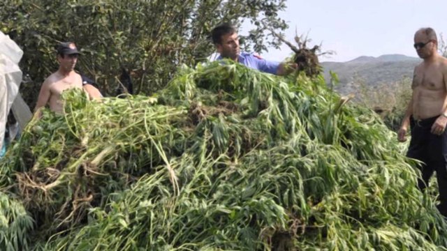 Sekuestrohen mijëra rrënjë kanabis. Aksione në qytetet Fier dhe Fhkodër, 2 të arrestuar