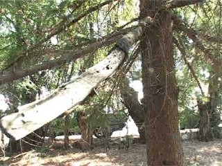 Lajme - Drutë për dimër