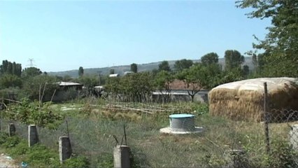 Vjedhja e bagëtive në Lezhë, policia ndalon një 50-vjeçar si të dyshuar