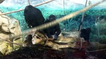 Gorilles au zoo de Beauval petits et gros