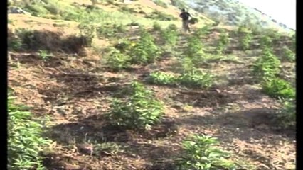 Lufta kundër parcelave me Kanabis. Përplasje me armë me policinë në Mat e Shkodër