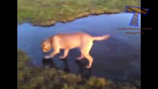 Funny animals having problems on ice   Funny animal compilation