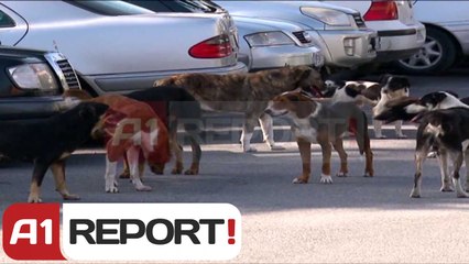 A1 Report - Shkodër, qentë endacakë në rrugë, rrezik për qytetarët