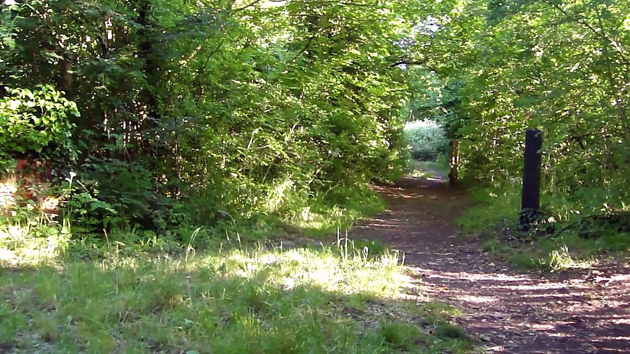 Yedoo Mezeq new disc dog scooter unboxing, overview and test.