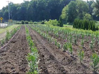 We Planted 500 Green Giant Arborvitae Liners Today