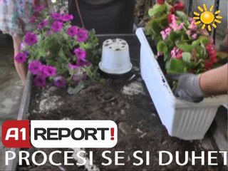 A1 Report, Rreze Dielli dt 11 Nentor 2013 Mes luleve