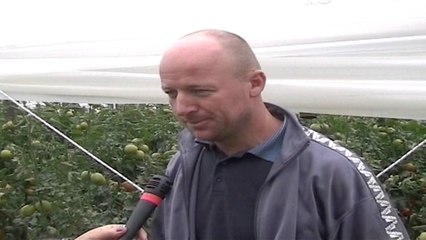 Prodhimi i domateve në Lushnje, prodhimi nuk vlerësohet për cilësinë që ka