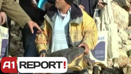 A1 Report - Vlorë, kapet dhe lëshohet në ujë me kodin AL breshka 20 kilogramë