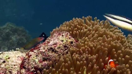 Dünyanın En İlginç Balıkları