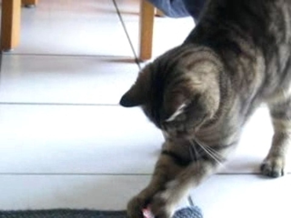 le chat et son bonbon