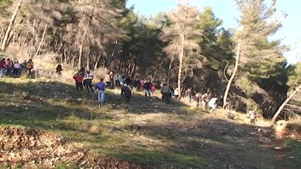 Ripyllëzimi i Beratit, mbillen fidanë në kodrën e Goricës