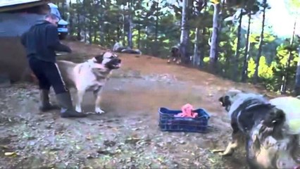 Abuzimet me qentë për baste. Kërkohet edhe ndërhyrja e policisë së shtetit