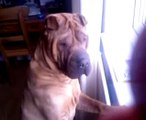 Shar pei Dog Looking out for a Cat
