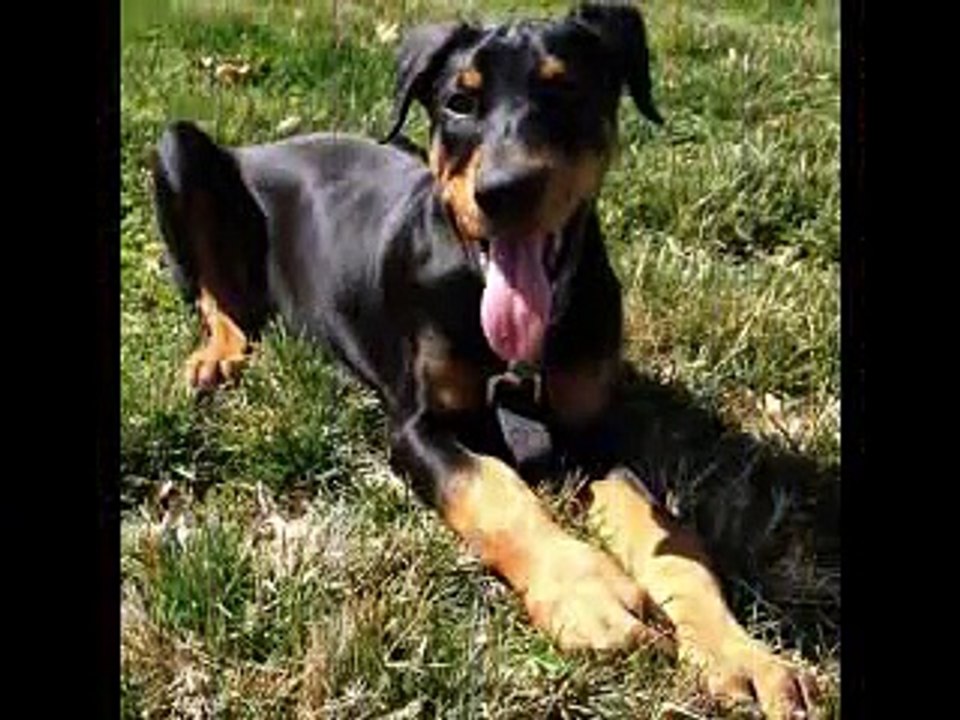 DOBERMAN VS ROTTWEILER