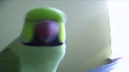 Indi, papagalli zbulon vrasësin