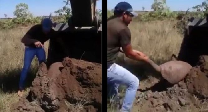 Ils trouvent un tatou sur un chantier