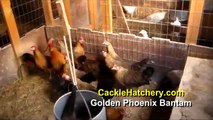 Golden Phoenix Bantam Chicken Breed (Breeder Flock)