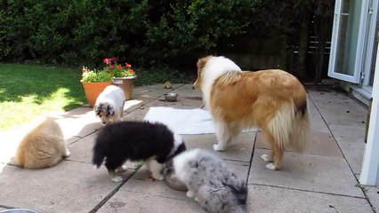 ROUGH COLLIE PUPPIES