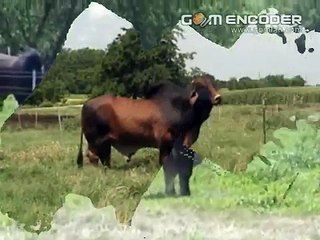 BB Bronson 299/3 & +Mr. 3H X-Ray 825  www.cowboy.in.th