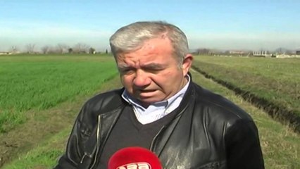 Kultivimi i grurit në Kurbin, fermerët nisin mbjelljen e tokave, pritet vit i mbarë