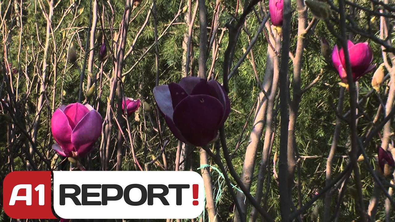 A1 Report - Rreze Dielli, Lulja e manjoles
