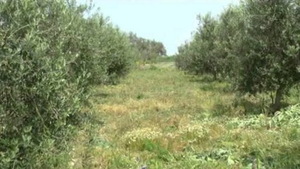 Paditen 5 zyrtarë të komunës Shëngjin. Falsifikuan letrat, kthyen kënetën në tokë bujqësore