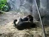 2 gorillas having some....uhhh fun?