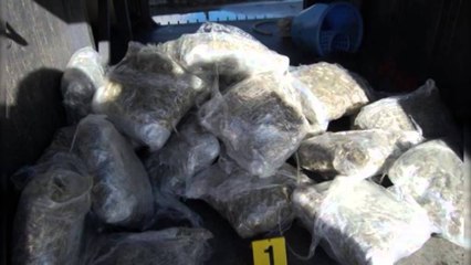Hashashi "mbyt" kufirin jeshil, policia greke sekuestron sërish 527 kg marijuanë