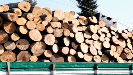 Shkodër, abuzimet në pyje, Shpellza: Rishikim të liçensave mbi shfrytëzimin e tyre