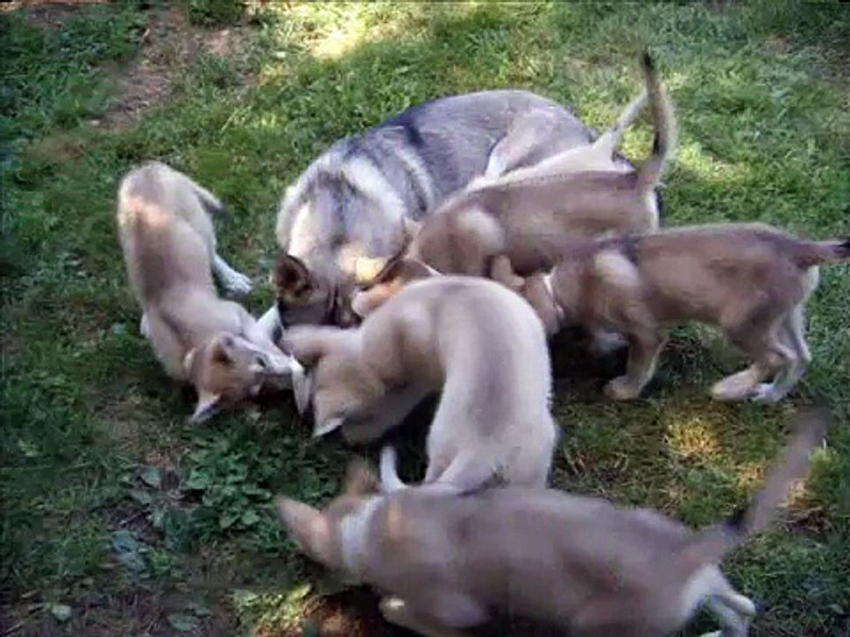 The Tamaskan Dog