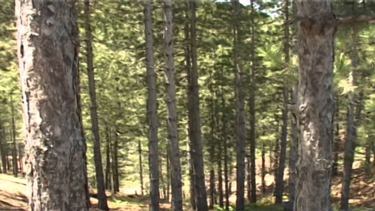 Dita ndërkombëtare e pyjeve". Shqipëria i bashkohet nismës globale për mbrojtjen e pyjeve