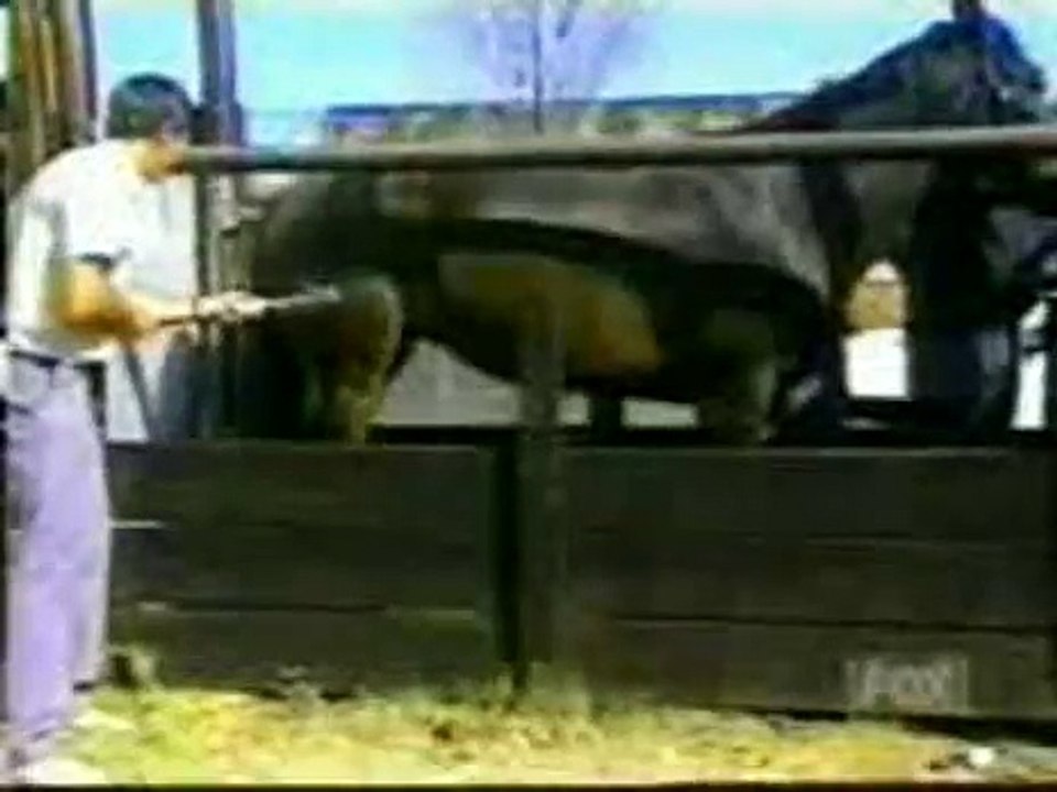 Animal Blooper