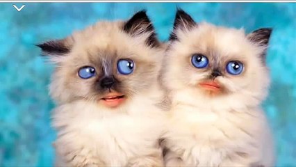 Video Senza Senso n°29