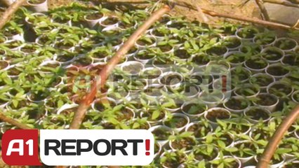 A1 Report - Vlore, zbulohen dhe asgjesohen dy parcela me 500 rrenje kanabis sativa