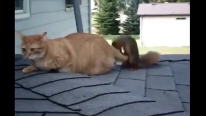 Cute Cat and Squirrel Playing