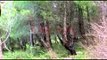 Kurora e gjelbër në Laç, shkatërrimi i pyjeve nga prerjet e paligjshme