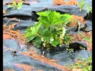 Mot i pazakontë, reshje bore në mes të prillit