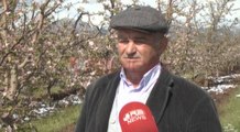 Dëbora dëmton fruti-kulturën në Korçë, fermerët kërkojnë subvencione nga shteti